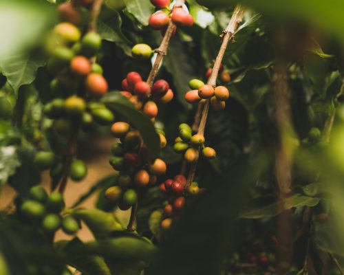 clint-mckoy-h28p96ICizo-unsplash